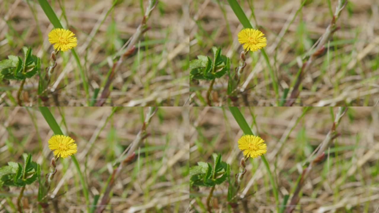 绿色草地上的黄色马蹄花。早春自然。用作药物成分的幼花。