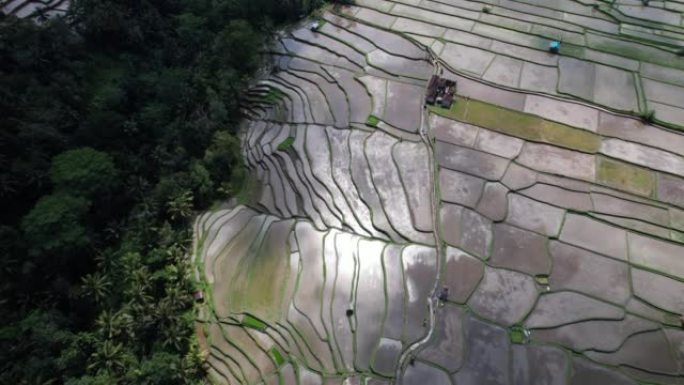 平原一侧的异形稻田，高角度航拍