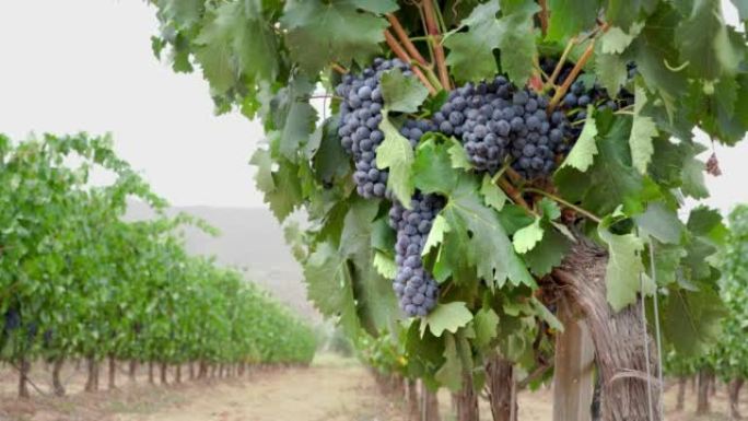 拉里奥哈 (La Rioja) 的葡萄园上有葡萄串的葡萄树。4k水平视频