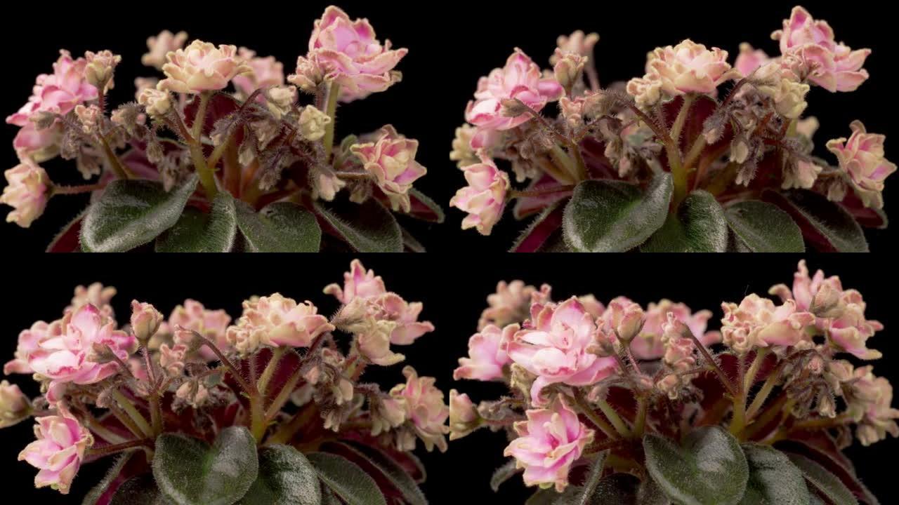 生长和开放的时间流逝的粉红色圣宝利亚非洲紫罗兰