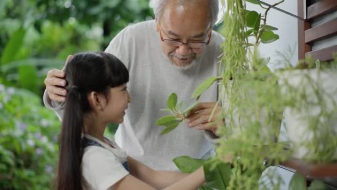 快乐的亚洲祖父和孙女一起照顾客厅附近家庭花园后院的植物。爱好和休闲生活方式居家概念。