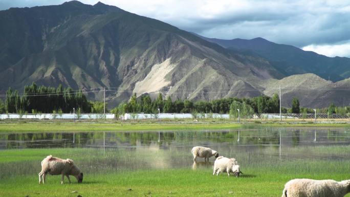 绒羊 草原羊 生态养殖放牧牧羊蹦跑的羊群