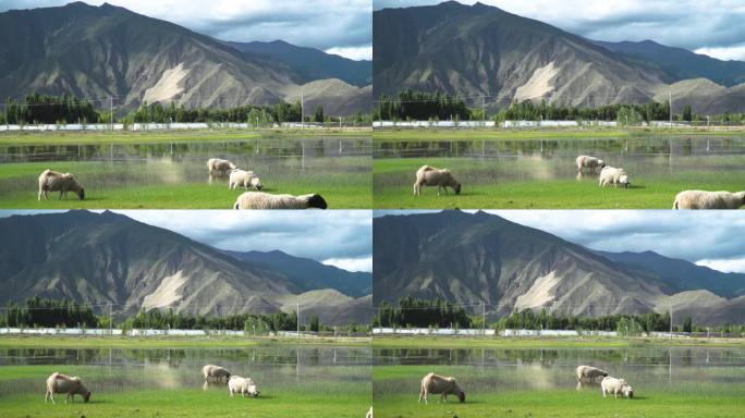 绒羊 草原羊 生态养殖放牧牧羊蹦跑的羊群