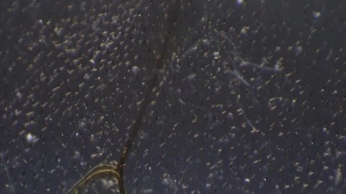 显微镜拍摄蜜蜂翅膀的宏观视图200倍交叉光放大