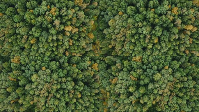 顶下秋天的森林，落在混合林地的空中射击中。无人机飞过松树和金色树梢。头顶彩色纹理。飞越针叶树树林，运