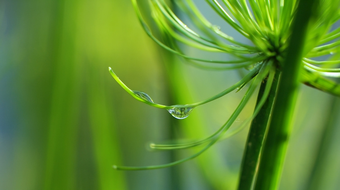 纸莎草上挂着的透明水珠露珠特写绿色清新