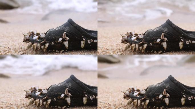 藤壶软体动物生活在海边的橡胶鞋上