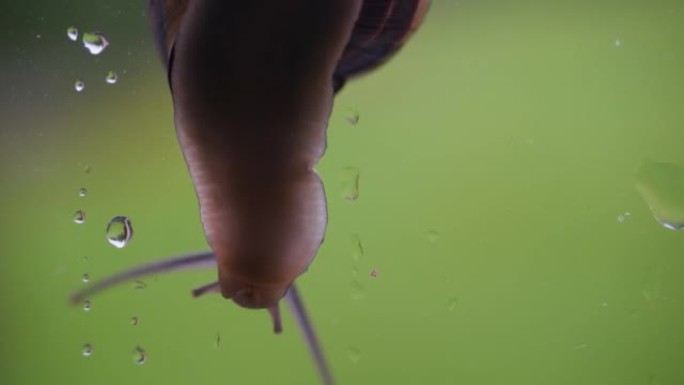 雨后在窗户玻璃上爬行的大葡萄蜗牛。窗户上的雨滴。野生动物生态，保护环境。野生动物。蜗牛在玻璃上爬行，