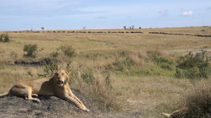 一只年轻的雄狮看着在马赛马拉 (masai Mara) 迁徙的角马。