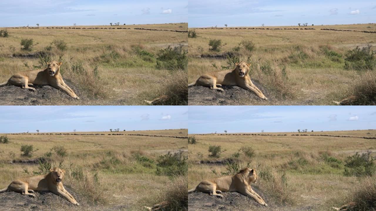 一只年轻的雄狮看着在马赛马拉 (masai Mara) 迁徙的角马。