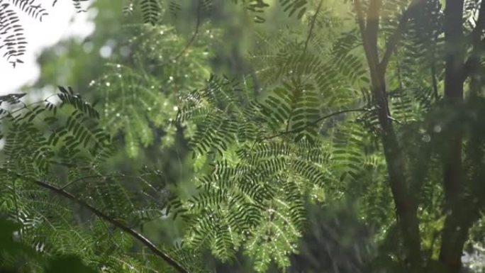 相思树上的夏季风暴吹来的大风和雨水