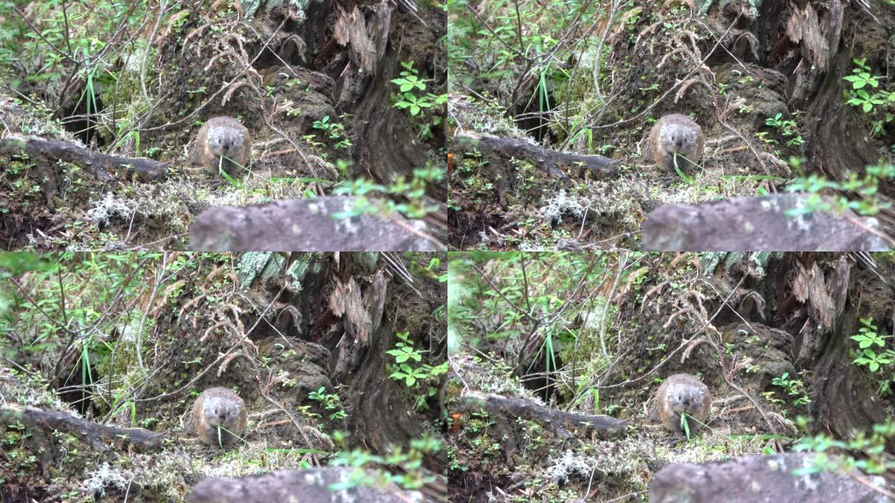 虾夷鼠兔在岩石上吃草