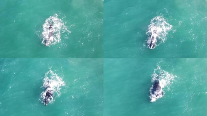 Mossel湾南露脊鲸在海上游泳的近距离鸟瞰图-4k分辨率