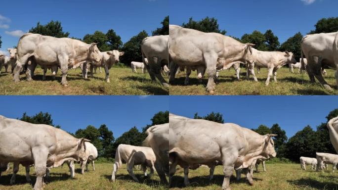 公牛夏洛莱牛。夏洛莱人是法国第二多的牛品种。