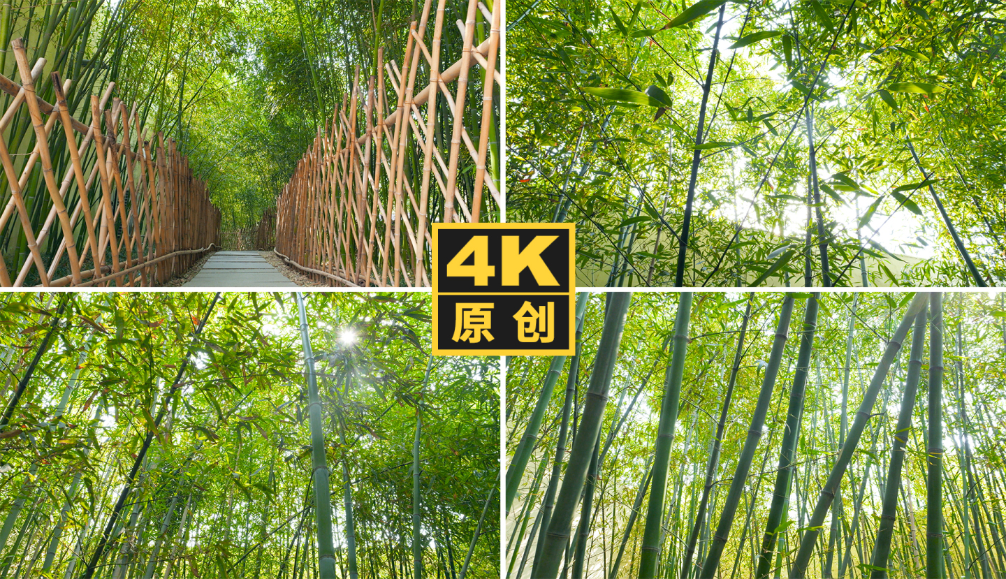 【4K】逆光竹子竹叶竹林小道