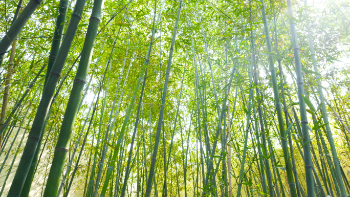 【4K】逆光竹子竹叶竹林小道