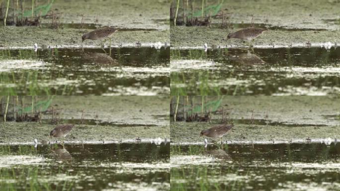 在湿地觅食的斑点秧鸡 (Porzana porzana)