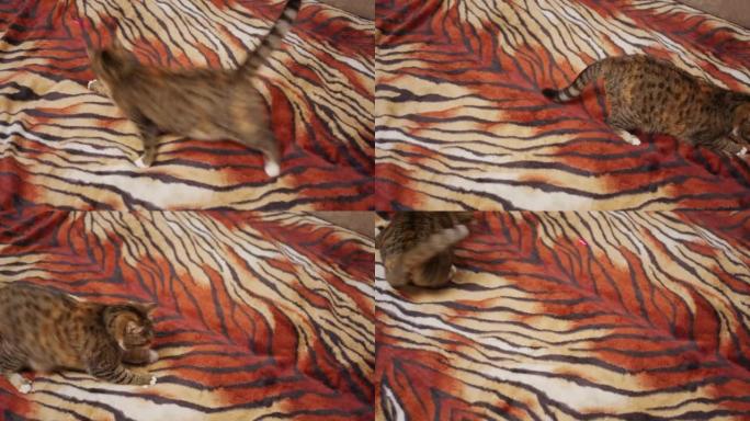 一只五颜六色的漂亮猫用激光笔玩耍，试图捕捉光线，沿着一条带有老虎颜色的毯子奔跑