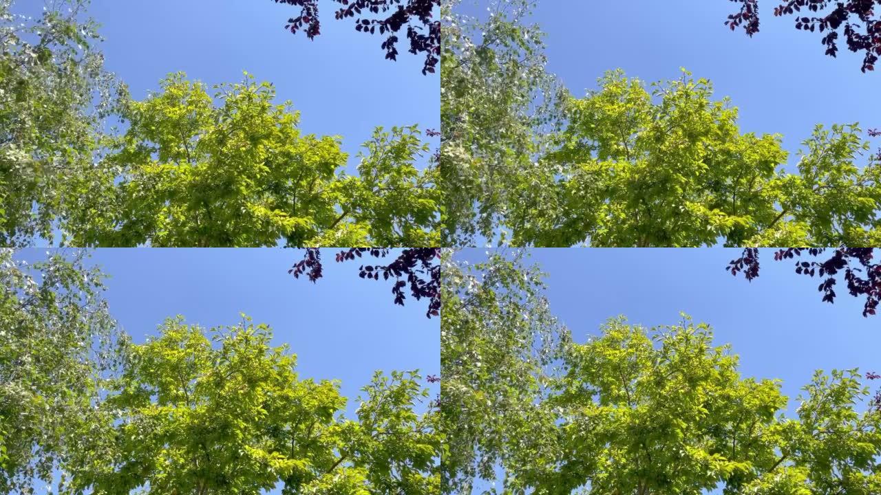 夏日的微风轻拂着绿树成荫的树木