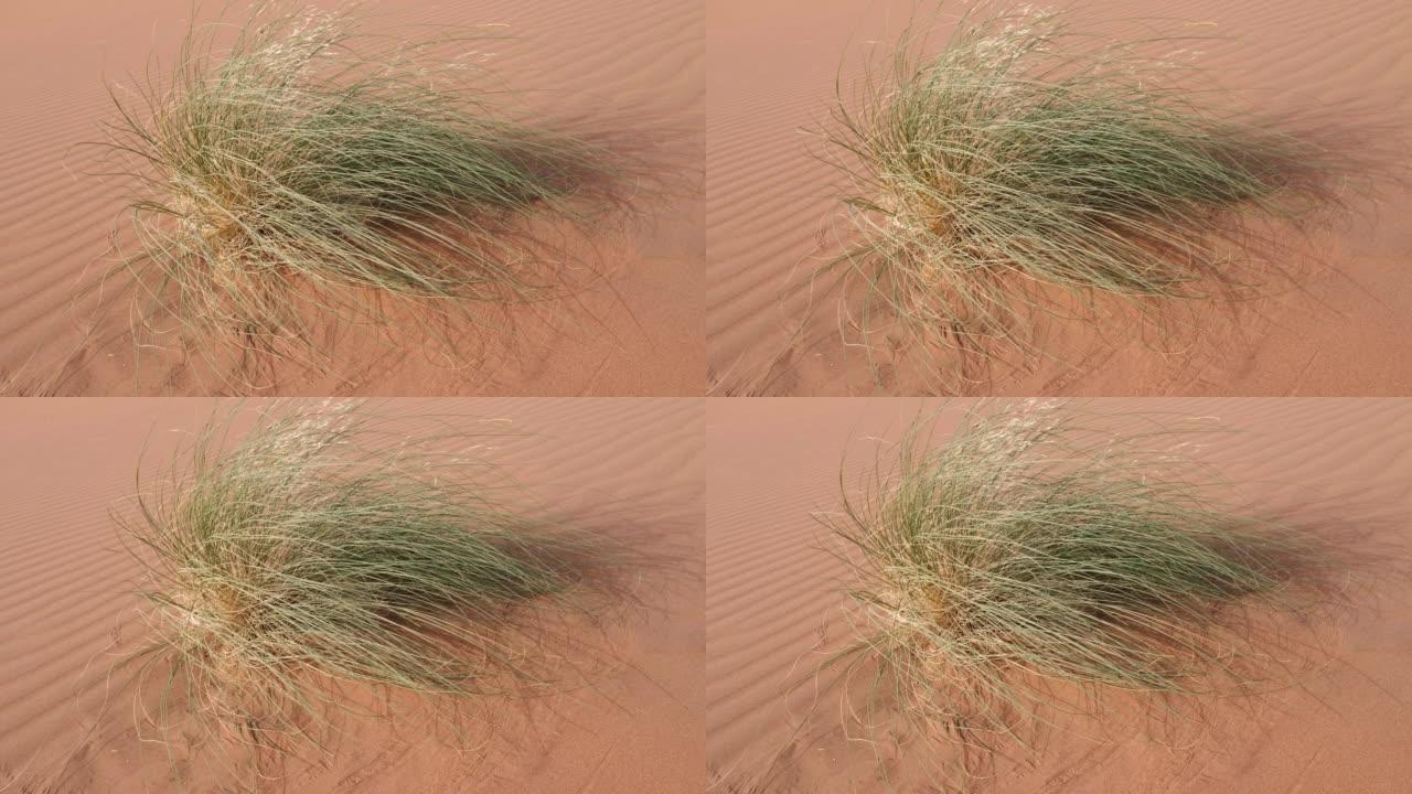 绿色的沙漠植物草在风中移动，生长在沙丘中，在摩洛哥的撒哈拉沙漠中。