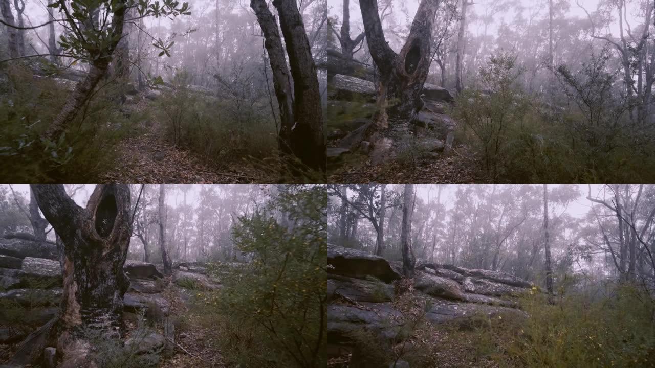 穿过一片雾蒙蒙的森林。在澳大利亚蓝山国家公园，雾中可见桉树和banksia树。神秘的气氛。