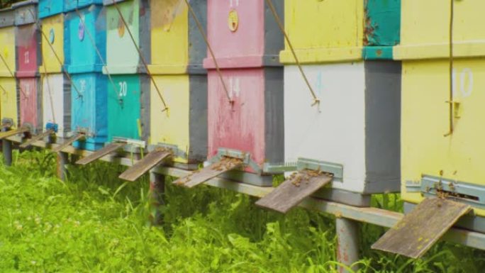 养蜂场。生活在明亮的旧木箱中的蜜蜂在阳光明媚的夏日工作