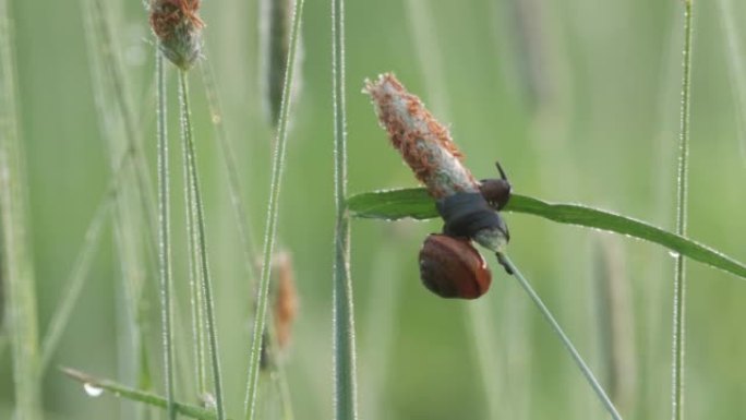 一只小科普塞蜗牛，阿里安塔·阿尔布斯托鲁姆在盛开的干草上移动和进食