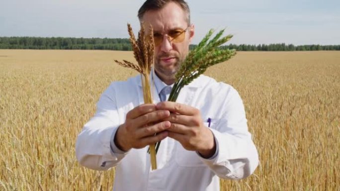 农学家比较了小麦和普通小麦转基因穗的成熟率。他正在向相机展示绿色和成熟的麦穗。
