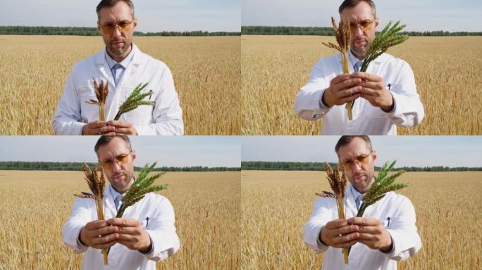 农学家比较了小麦和普通小麦转基因穗的成熟率。他正在向相机展示绿色和成熟的麦穗。