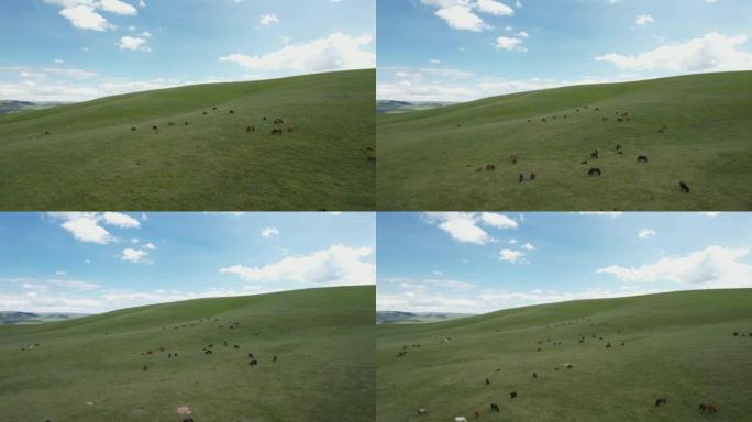 牧场上马匹的空中缩小视图