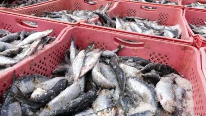 摩洛哥埃萨维拉鱼市冰镇上刚捕到的沙丁鱼特写。