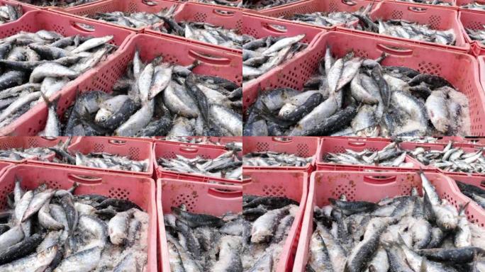 摩洛哥埃萨维拉鱼市冰镇上刚捕到的沙丁鱼特写。