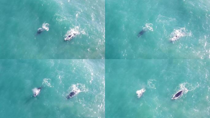 Mossel湾南露脊鲸在海中游泳的鸟瞰图-4k分辨率