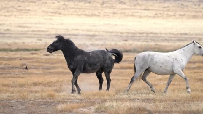 Wild Horses kicking at each other showing their do