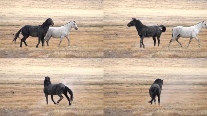 Wild Horses kicking at each other showing their do