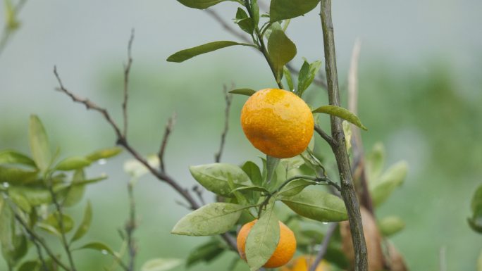 雨水淋湿橘子树4K实拍