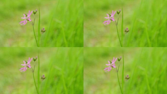 相当衣衫robin的花。衣衫褴褛的罗宾，莱希尼斯·弗洛斯-库库里。绿色背景上漂亮柔软的粉色布谷鸟花。