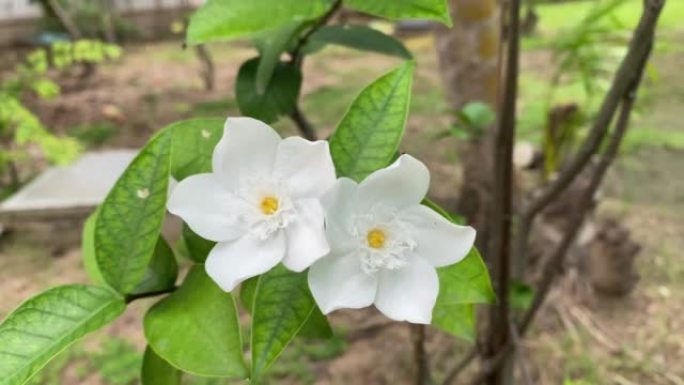 五瓣白色茉莉花开，颜色白色，小五瓣带黄色花粉