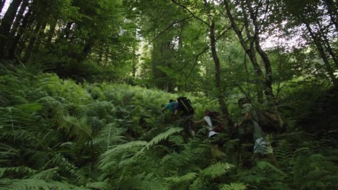 一群自然科学家在茂密的杂草丛生的森林中前进。远离文明的偏远地区徒步科学考察