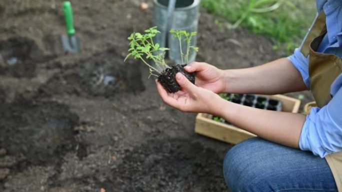 西红柿幼苗在地里生根发芽，在农民的手中将它们种植到开阔的田地里