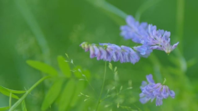 簇绒紫云英。簇绒紫云英或野豌豆的紫色花。