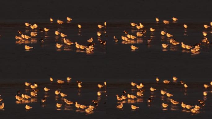 一大群黑头鸥 (Chroicocephalus ridibundus) 在傍晚的灯光下在滩涂上闪电