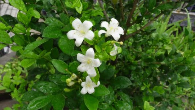 芬芳的橙色茉莉花(卡米尼)白色的花在绿树上。潮湿的白色Madhu Kamini花在雨季的特写。4k视