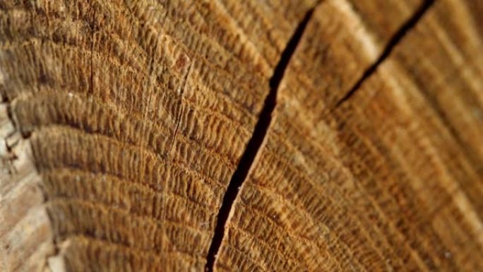 木质背景。开裂的木头。调味木柴。自然能源。壁炉用的木头切片。版本1。