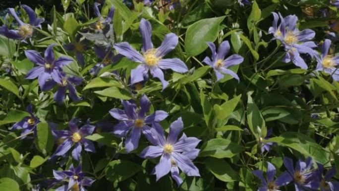 爱沙尼亚植物的蓝色盛开的花朵