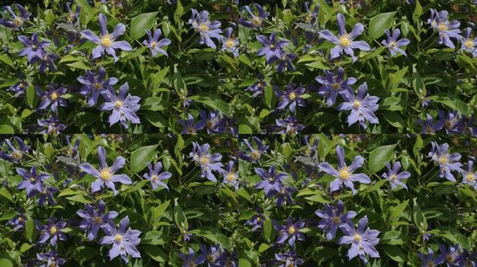 爱沙尼亚植物的蓝色盛开的花朵