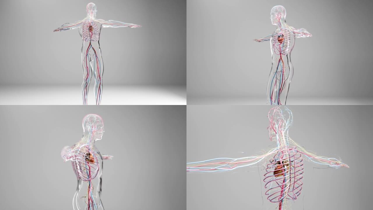 人体动脉和静脉循环系统，医学上精确的心脏动画，血管和血管，3d渲染