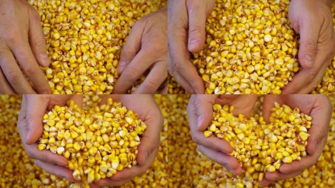 秋季野外工作。玉米概念丰收。农夫轻轻地摸了摸一把成熟的黄豆。男性的手耙谷物。慢动作。