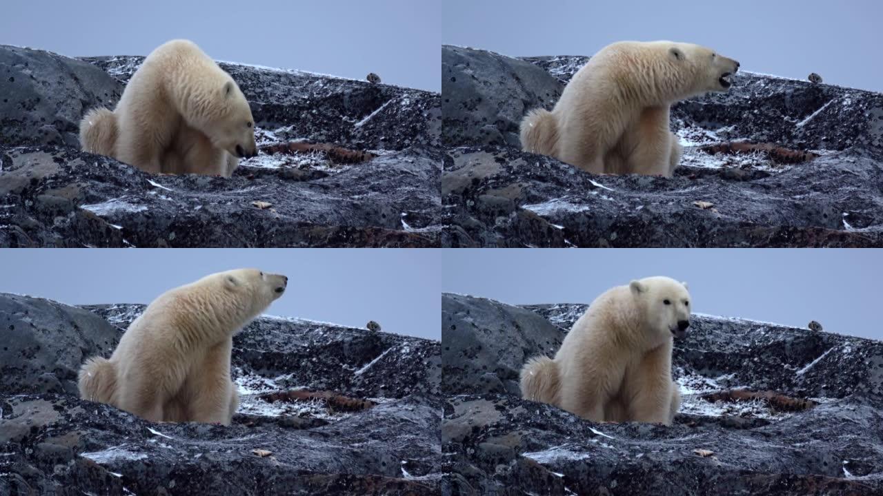 加拿大北极熊咀嚼鱼骨