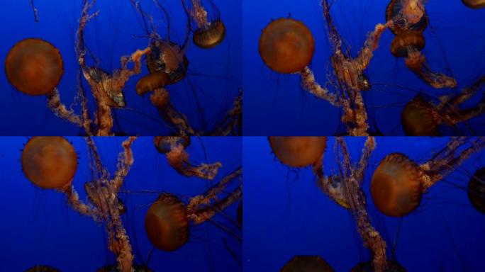 海荨麻-巨大的橙色深海水母